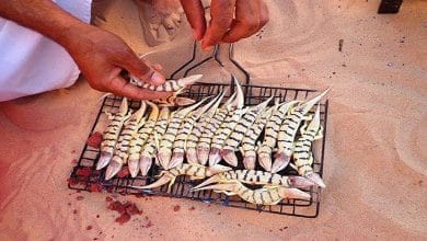 سمك الصحراء أغرب ما يمكن معرفته عنه