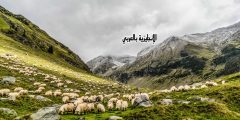 تعبير أو برجراف عن مهنة راعي الغنم بالإنجليزي